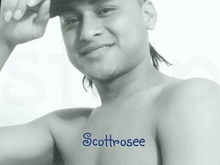 Scottrosee