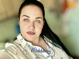 Wilddaisy